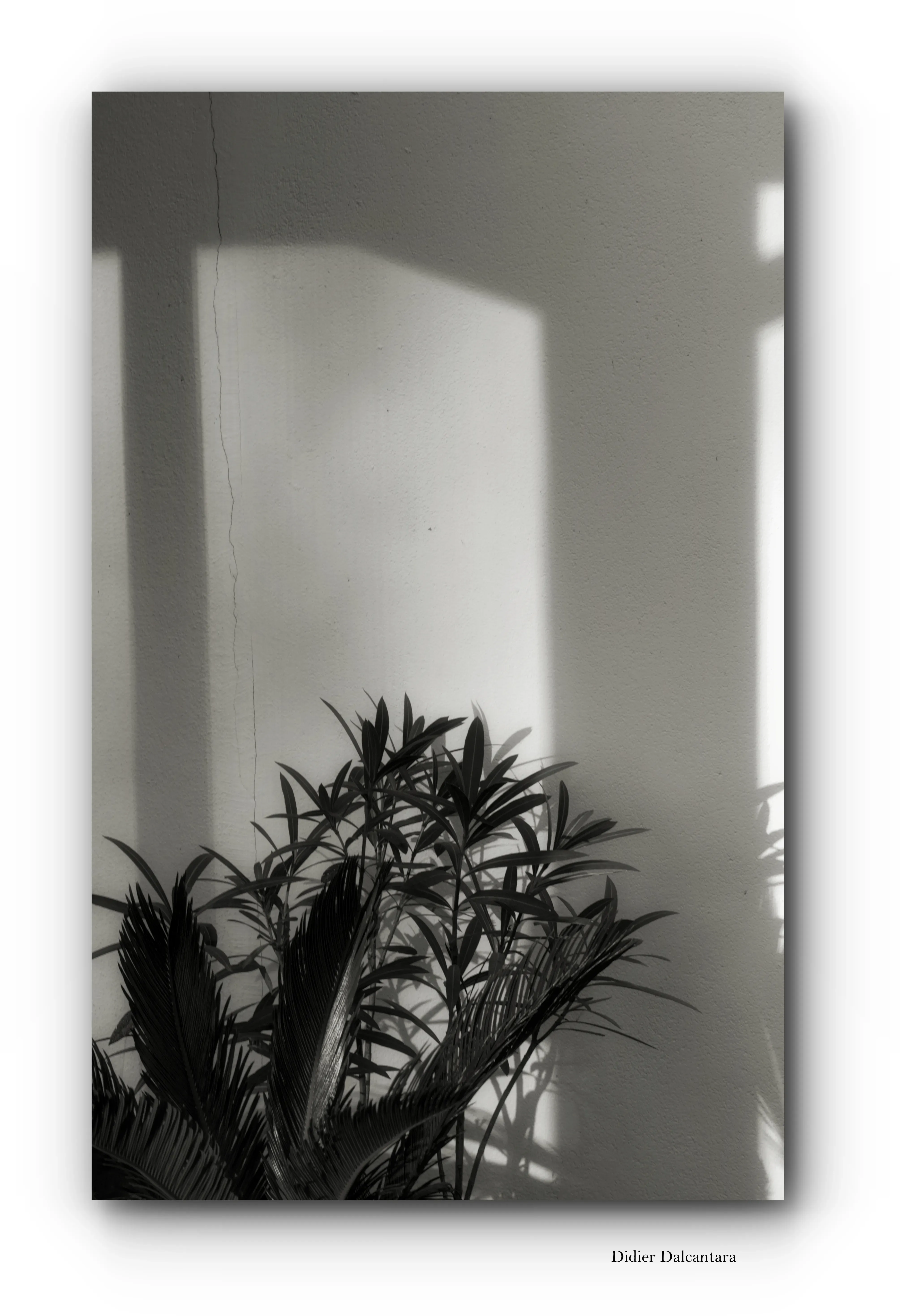 Silhouettes Florales
